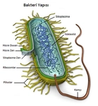 Bakteriler Alemi Türleri ve Özellikleri