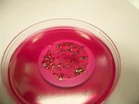 E Coli Bakterisi Özellikleri ve Faydaları Nelerdir?