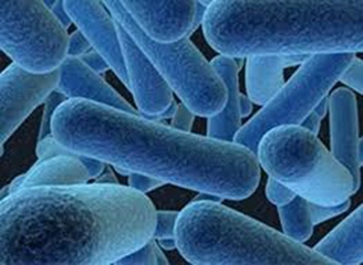 Bakteri Nasıl Ürer?