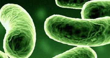 Bakterilerin Yararları Nelerdir?