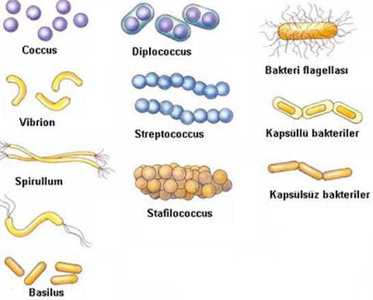 Bakteri Türleri