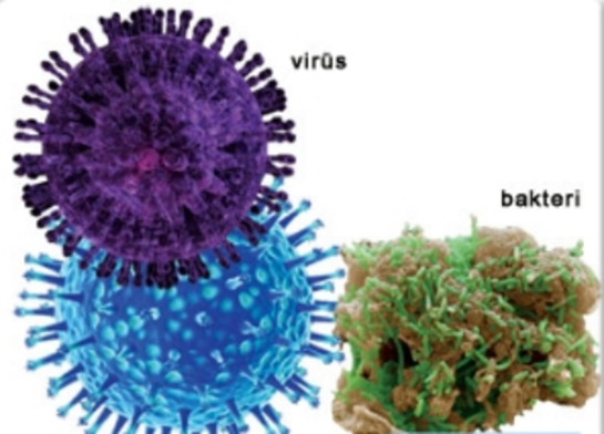Bakteri Ve Virüsler