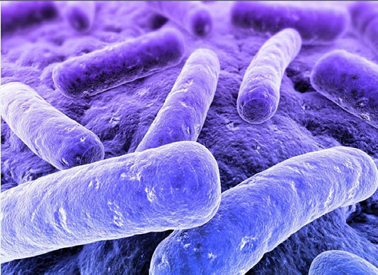 Kemosentetik Bakteriler